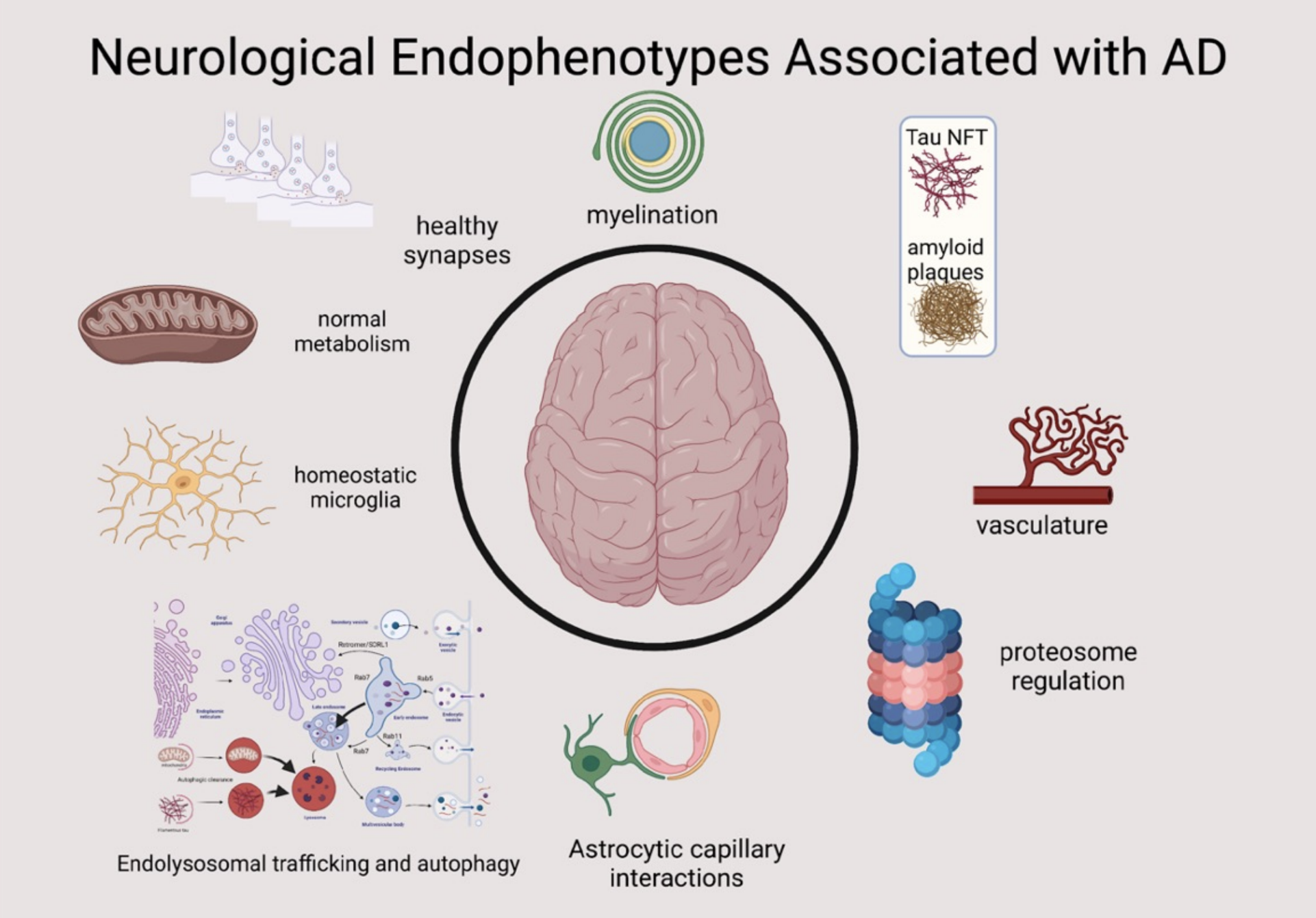 Endophenotypes of AD