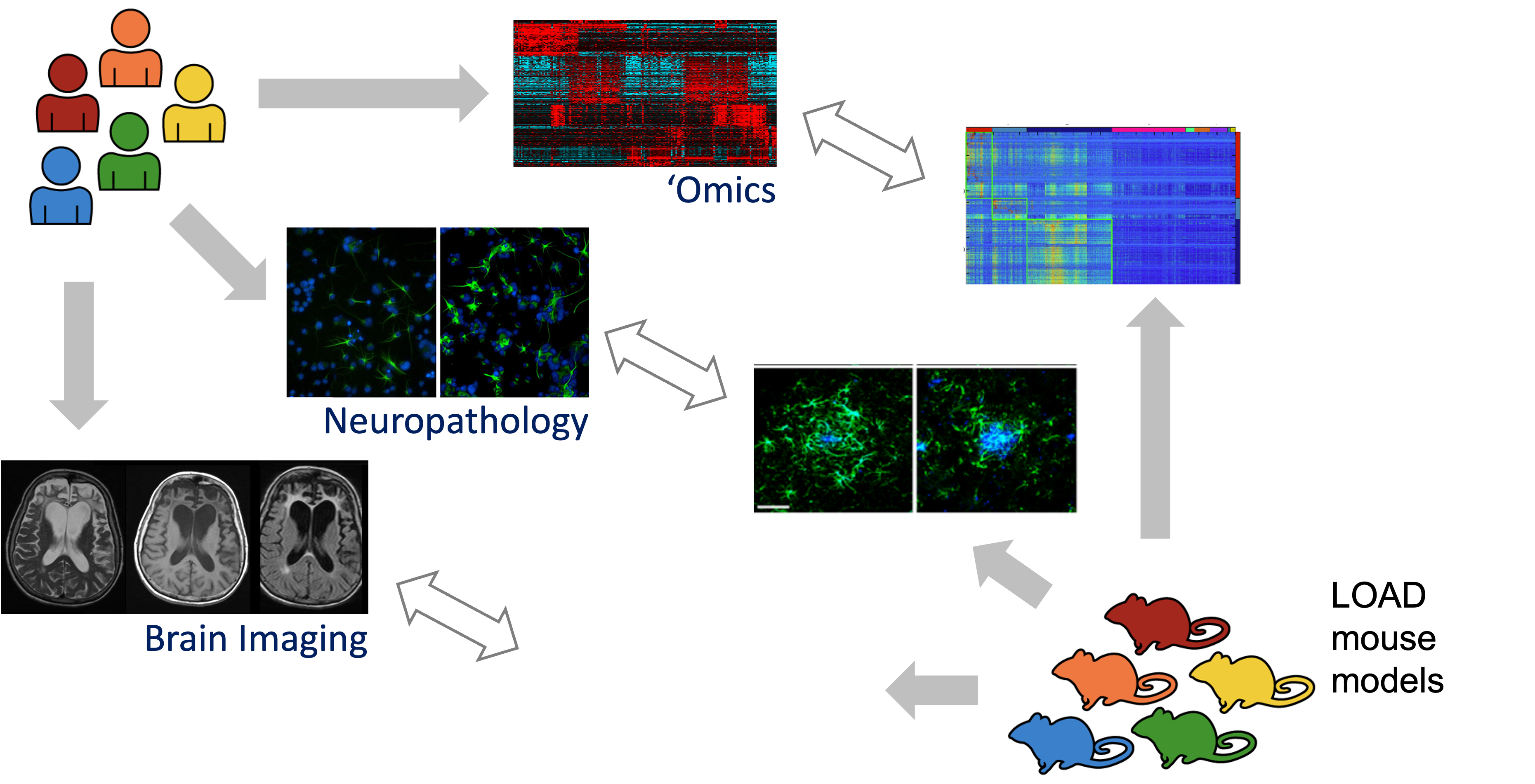 Aligning Human and Mouse Phenotypes